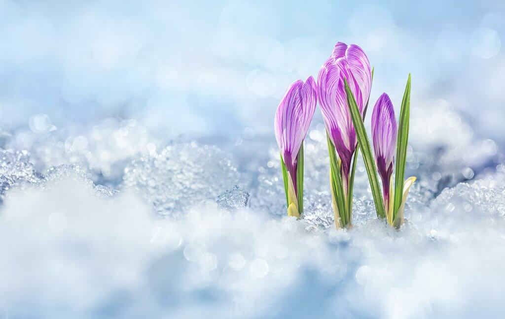 Den Garten aus dem Winterschlaf erwecken